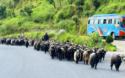  हिमाली च्याङ्ग्रा पहाड र तराईका मुख्य बजारमा झारिदै 